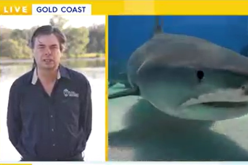 Screenshot of man being interviewed on left side of screen while sharks swims in water on the right.