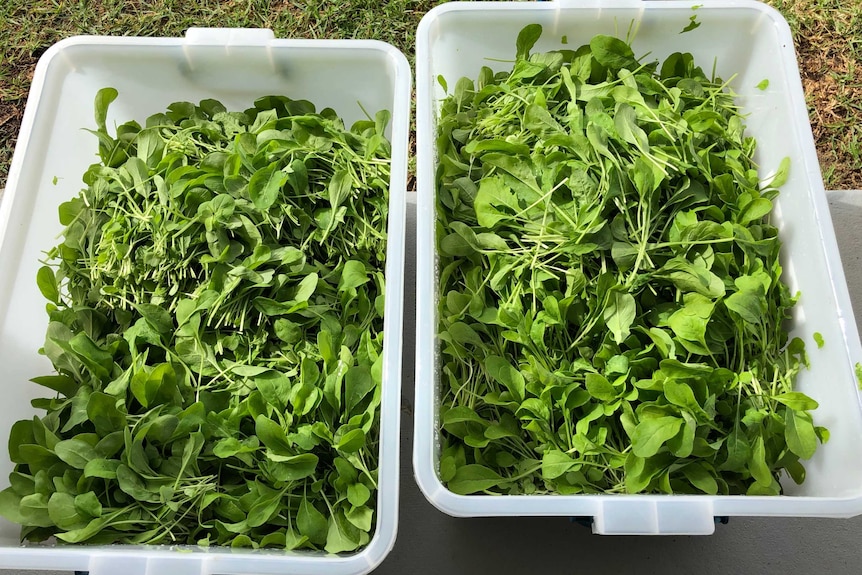 Tubs of rocket.