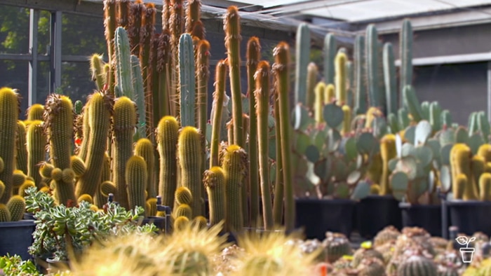 Outdoor greenhouse filled with tall cacti and pots of smaller cacti