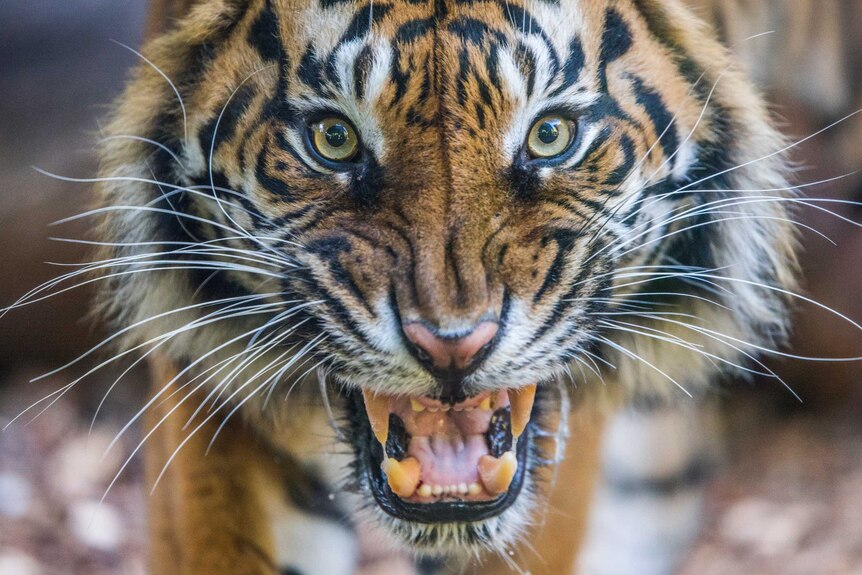 Perth Zoo's Sumatran tiger, Jaya, growls while looking at the camera.