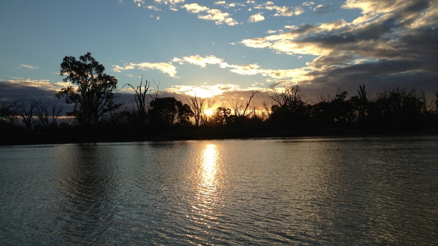 The Murray River at sunrise, with gum trees silhouetted on the riverbank on the other side of the water.