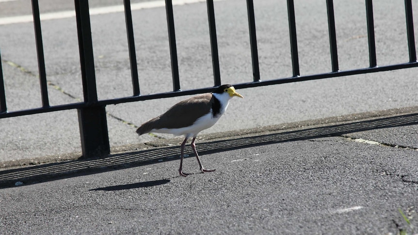 A masked lapwing on the footpath in Hobart
