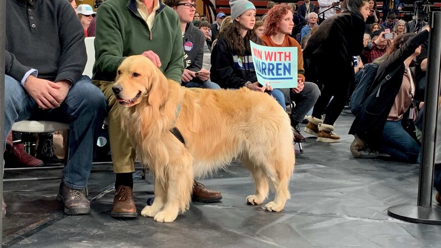 A golden retriever stands at a campaign event in Iowa