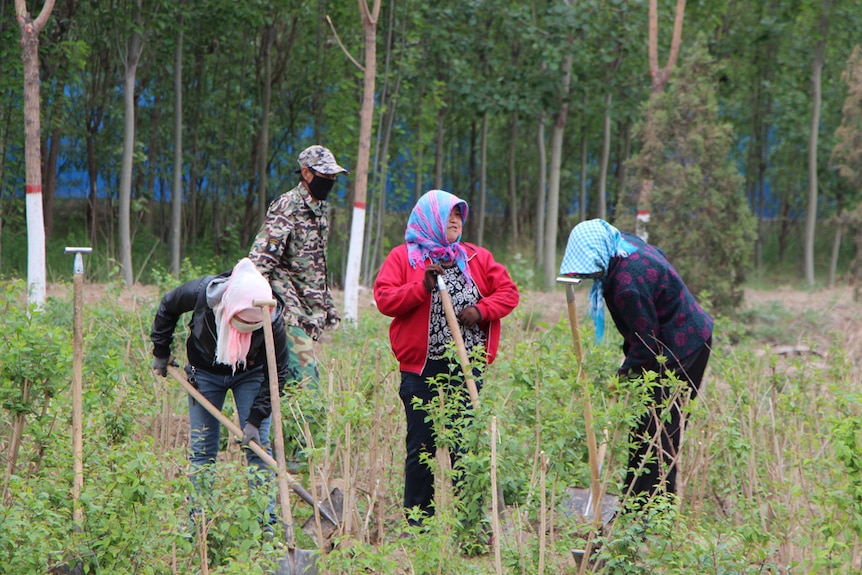 Workers weeding and planting trees