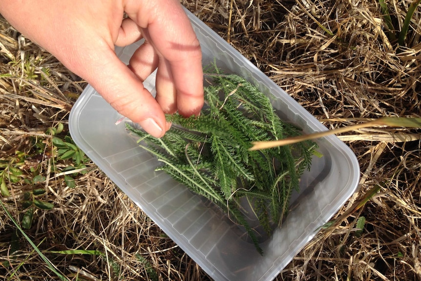 Plastic container of yarrow leaves