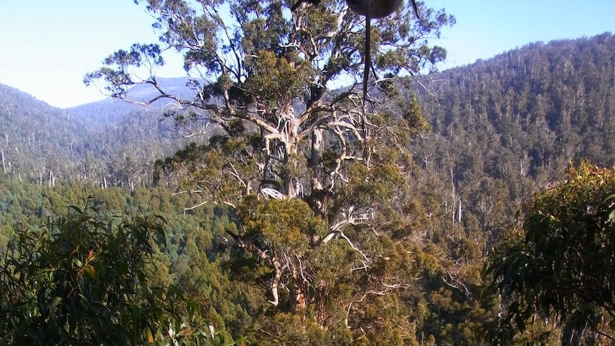Forestry Tasmania releases photo of a giant eucalypt towering over other trees in southern Tasmania.