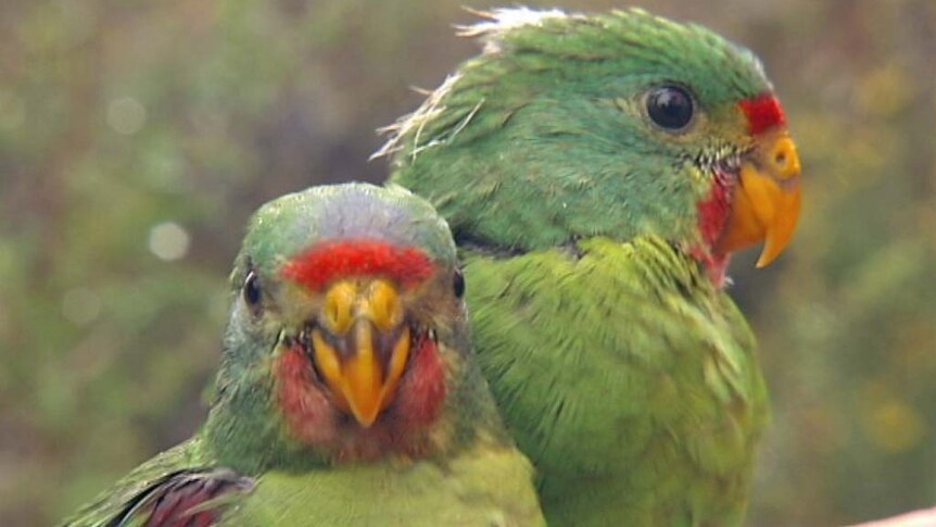 A pair of swift parrots in a tree.