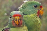 A pair of swift parrots in a tree.