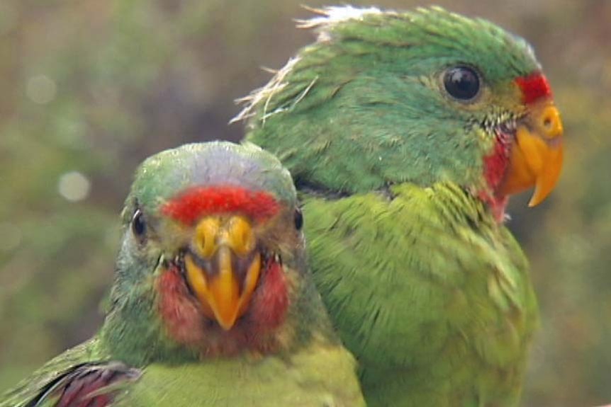 A pair of swift parrots in a tree.