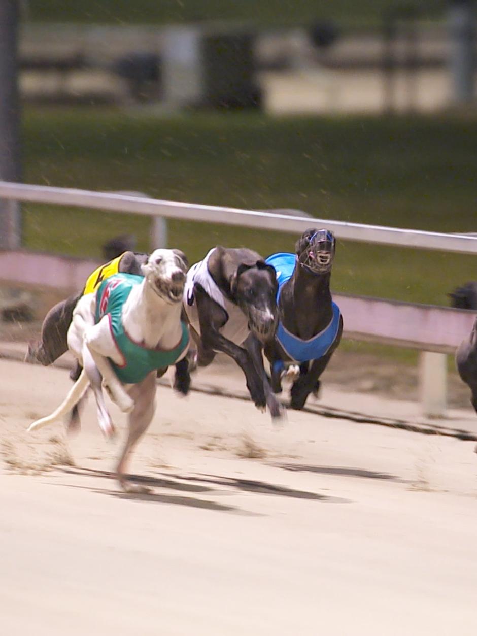 Greyhound Racing To Recommence As Officials Vow To Take Legal Action ...