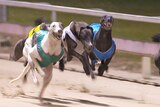 Greyhounds running on a track.