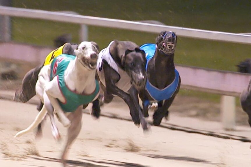 Greyhounds running on a track.