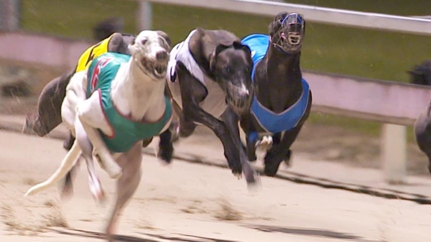 Greyhounds running on a track.