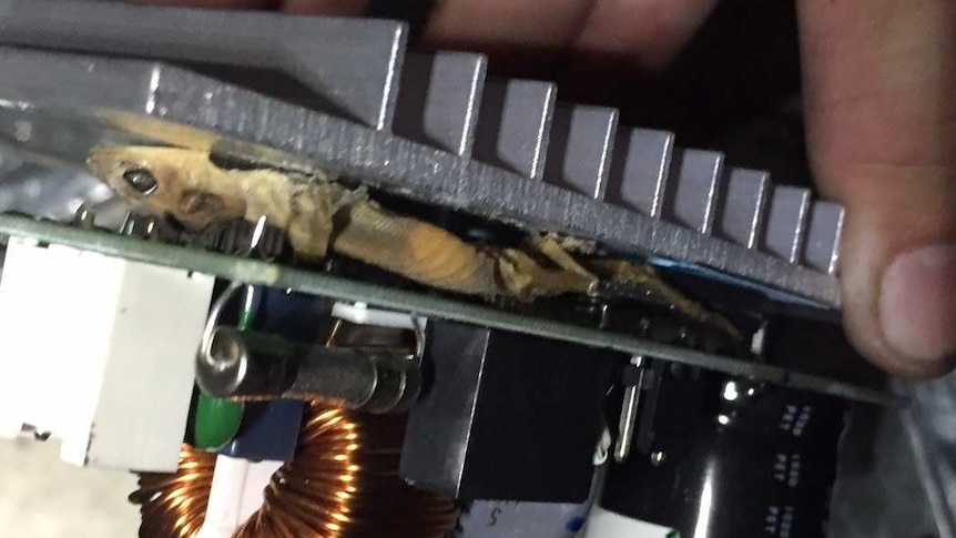 Close up on dead gecko wedged between circuit boards.