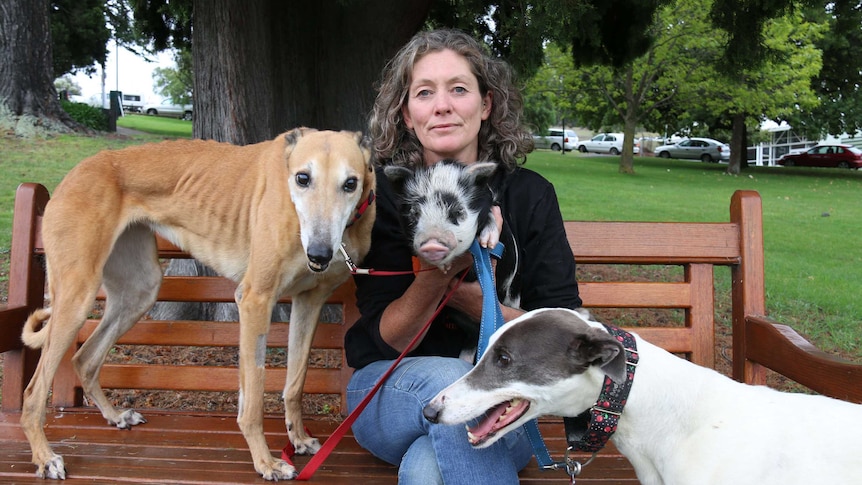 Animal rights campaigner Emma Haswell with former racing greyhounds and a piglet.