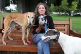 Animal rights campaigner Emma Haswell with former racing greyhounds and a piglet.