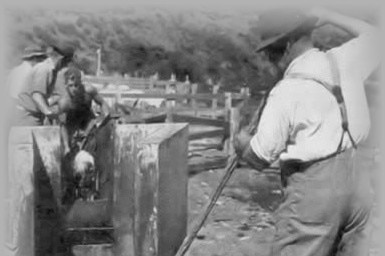 Black and white image of men running sheep through tanks of liquid on a farm.