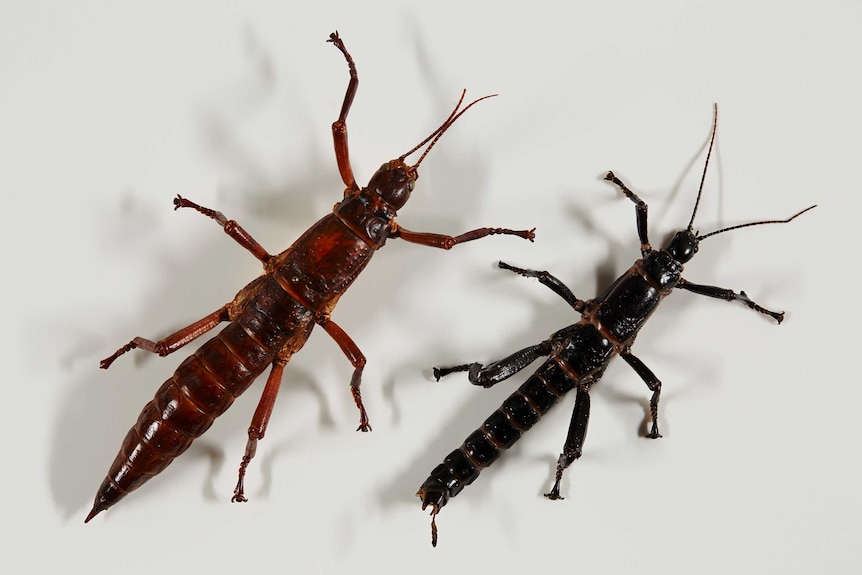 Photo of two Lord Howe Island insects.