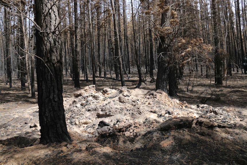 Blackened trees and bare earth.