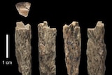 Six decayed bone fragments lie side by side. A scale shows that they are approximately 3 centimetres long.