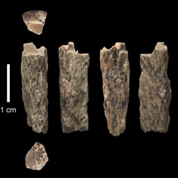 Six decayed bone fragments lie side by side. A scale shows that they are approximately 3 centimetres long.