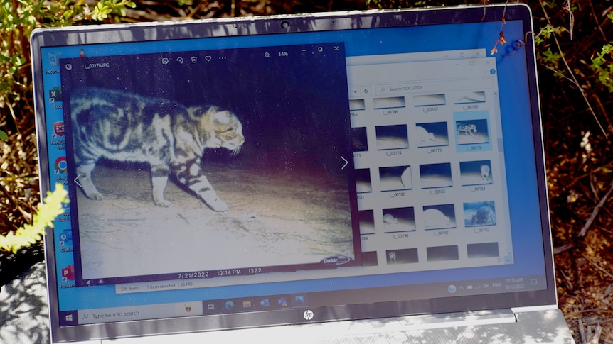 Image of laptop showing trail camera image of cat on screen. Cat is walking past