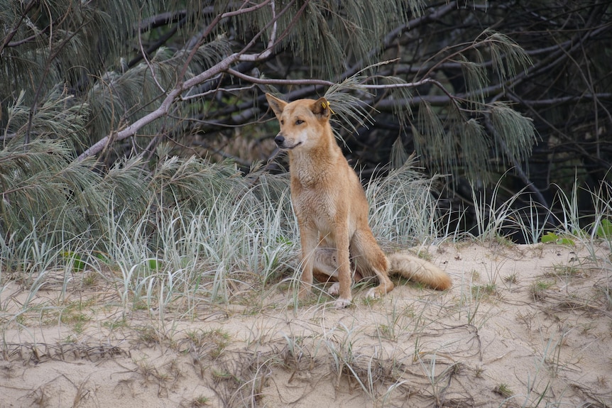 A dingo sits on a sand dune.