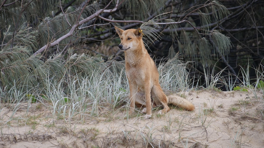 A dingo sits on a sanddune