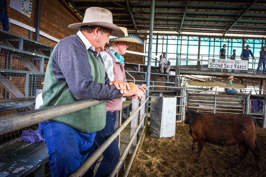 Man and woman buying cattle at the Scone sale yards
