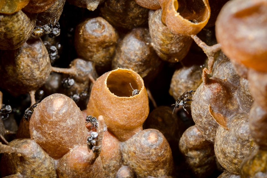 native bees gather around brown fibrous honey pots in a hive