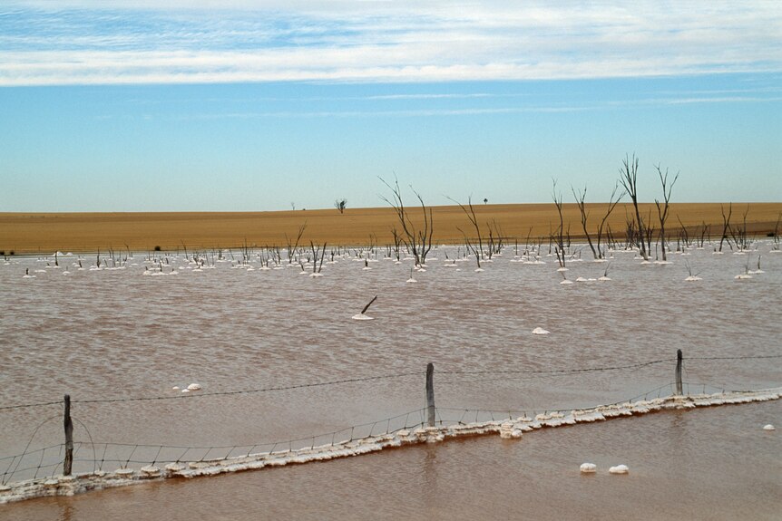 Clumps of salt are caught in a wire farm fence which is under water in the foreground.