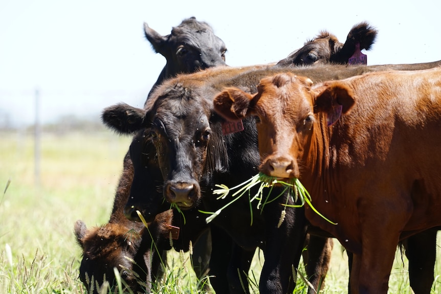 A brown cow and a black cow eat grass and look at the camera 