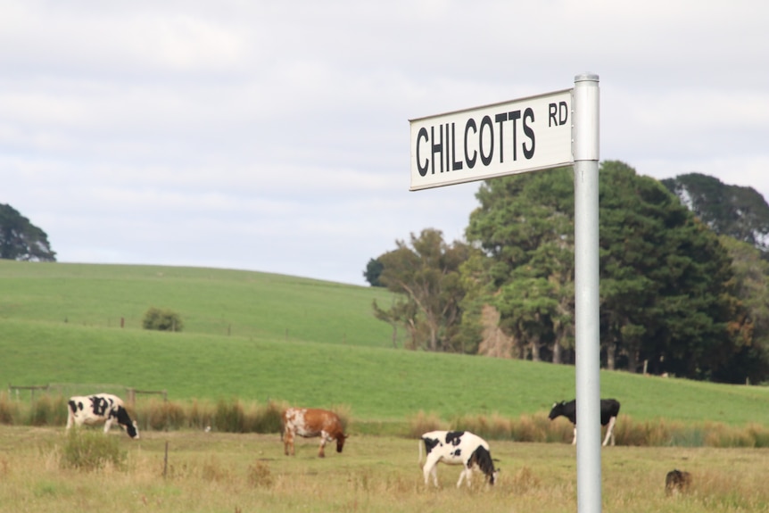 A street sign and a field behind it with a number of cows.
