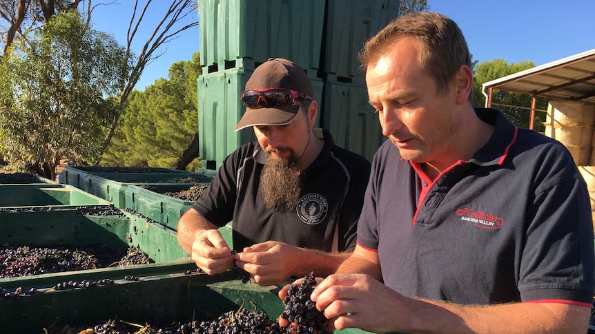 Two winemakers stand over several bins of grapes, inspecting them.