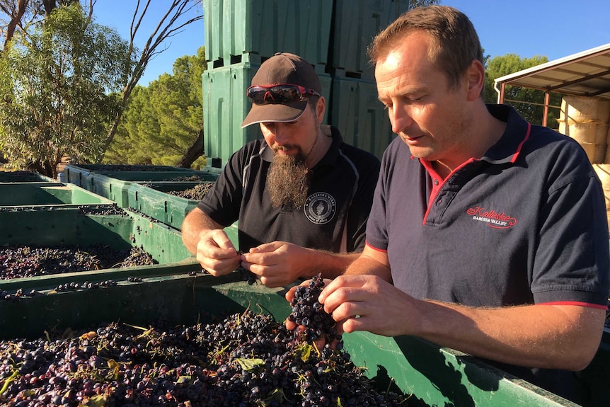Two winemakers stand over several bins of grapes, inspecting them.