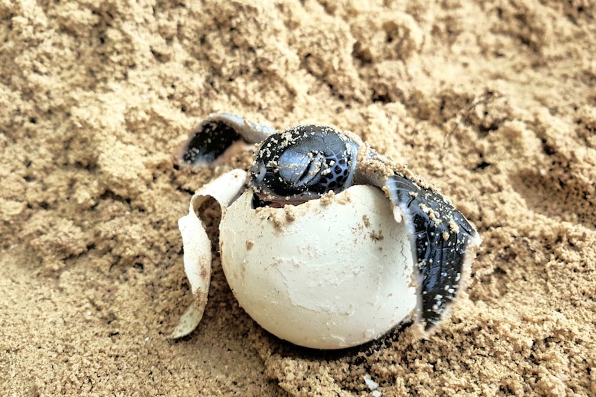 An egg on sand with a tiny turtle pushing its head and flippers through.