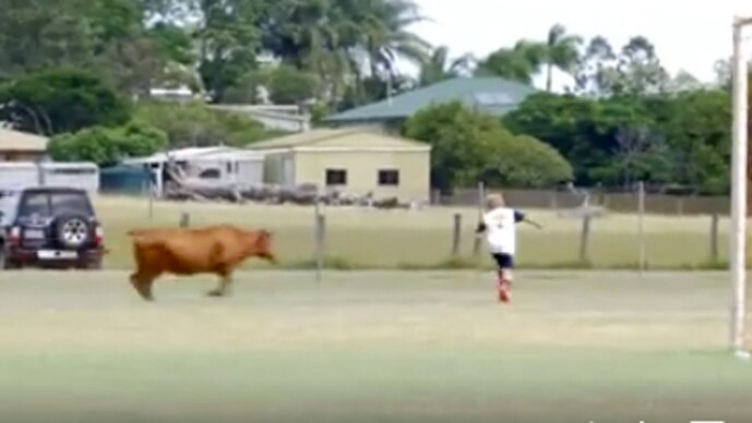 A young bull charges a player on a soccer field