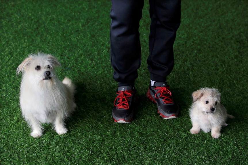 Two dogs sit either side of their owner He Jun. On his right its s two-month-old clone of Juice on the left.