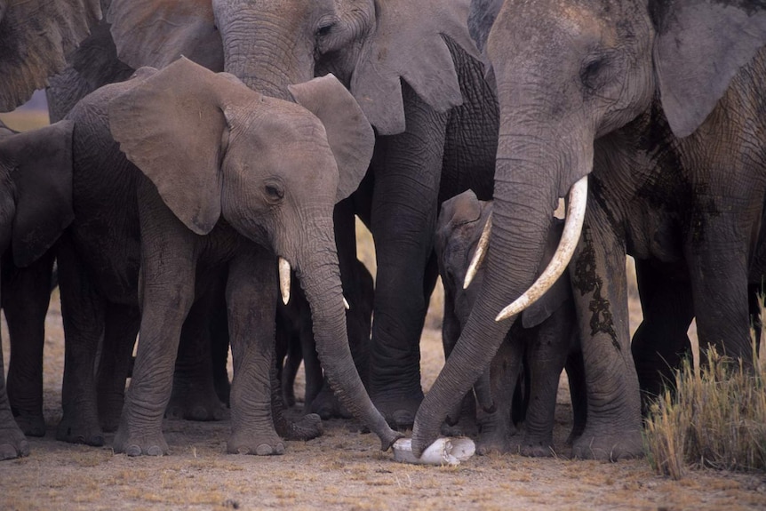 A herd of elephants standing around an elephant bone.