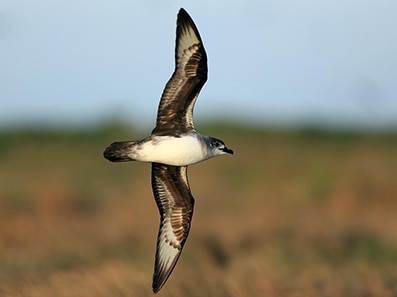 'List of doom' outlines birds facing extinction if deadly flu spreads