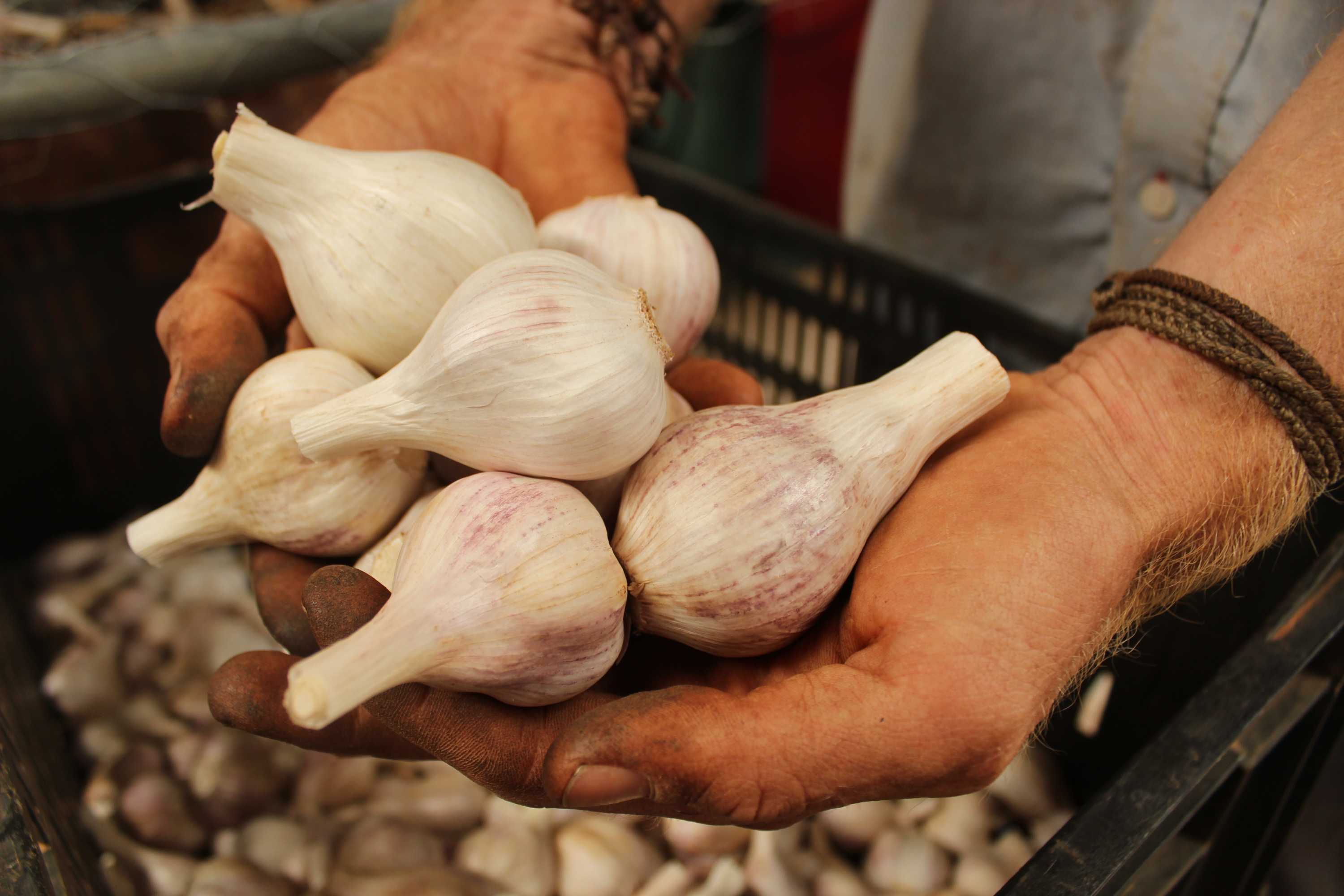 Growing Your Own Garlic Is A Long Game When To Harvest And How To   477796ba4cb230e6246e07d71671088a