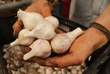 Garlic bulbs ready for market
