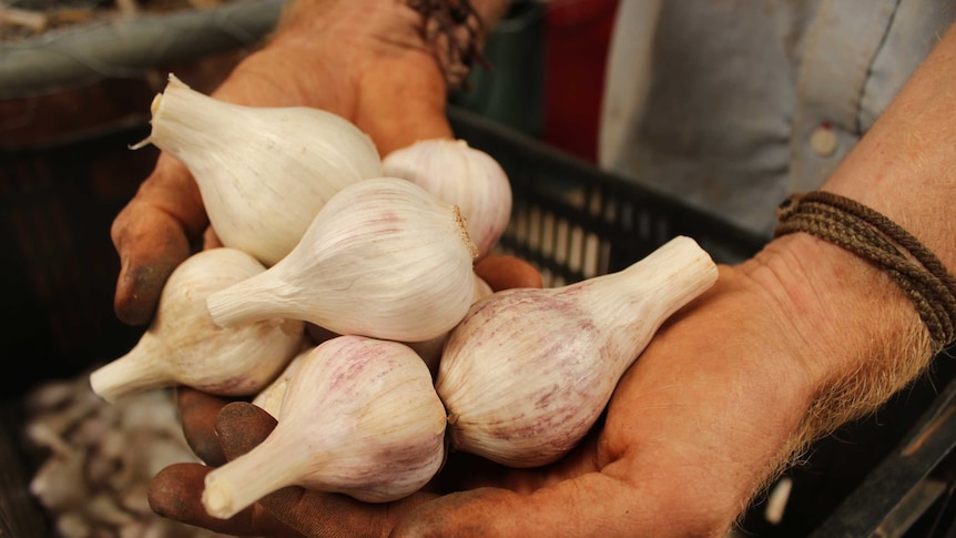 Garlic bulbs ready for market