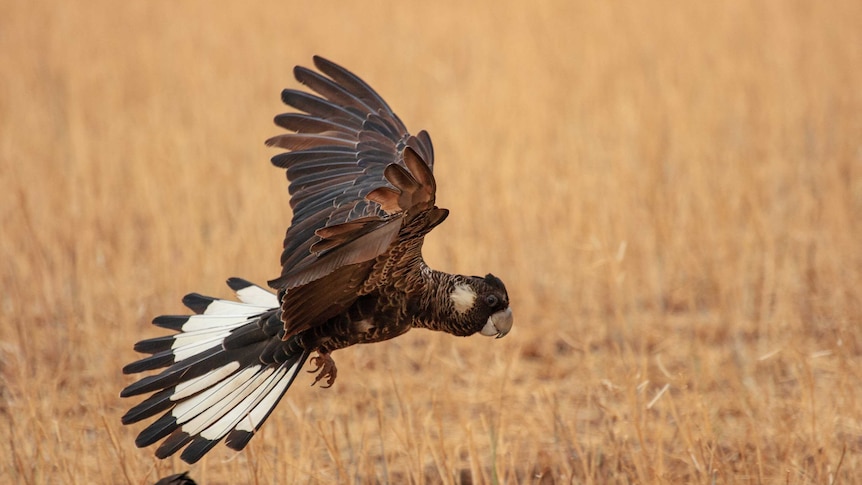 A Carnaby's black cockatoo takes flight from a paddock of canola stubble.