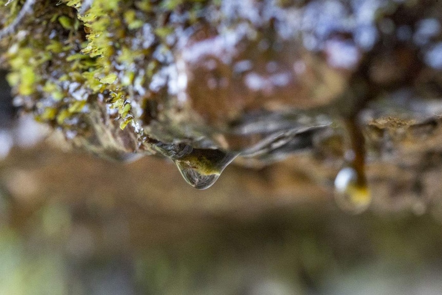 A fat, clear droplet hangs from a mossy rock.