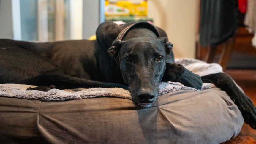 A greyhound lies on its bed looking at the camera.