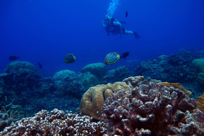Underwater, coral in foreground, yellow and blue fish, a diver in distance.
