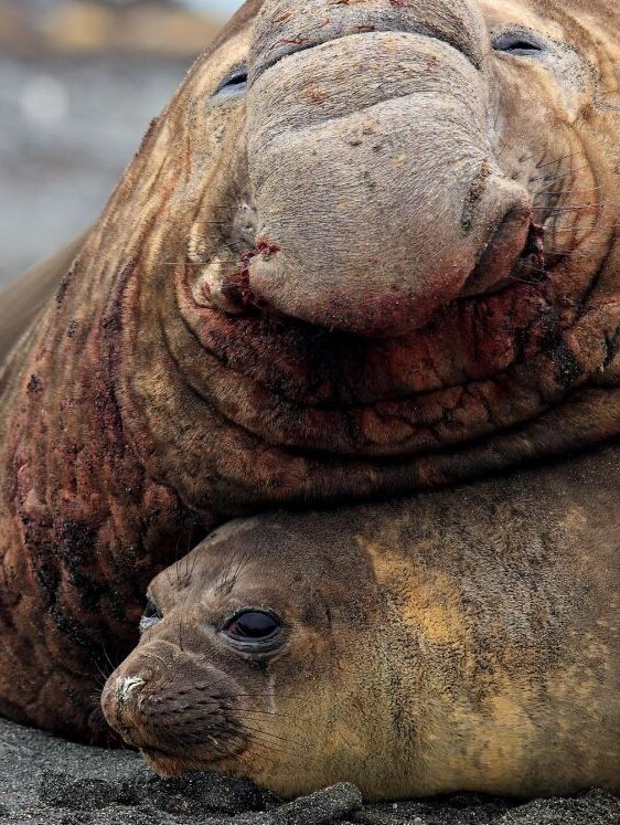 Bull elephant seal with mate, Macquarie Island, photo by Christopher R Clarke.