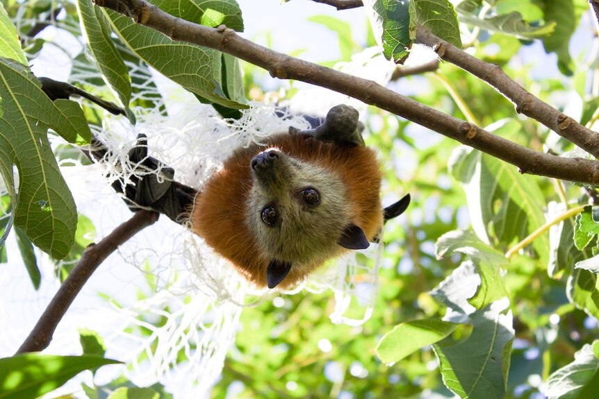 Grey-headed flying fox tangled in netting in a fruit tree. 