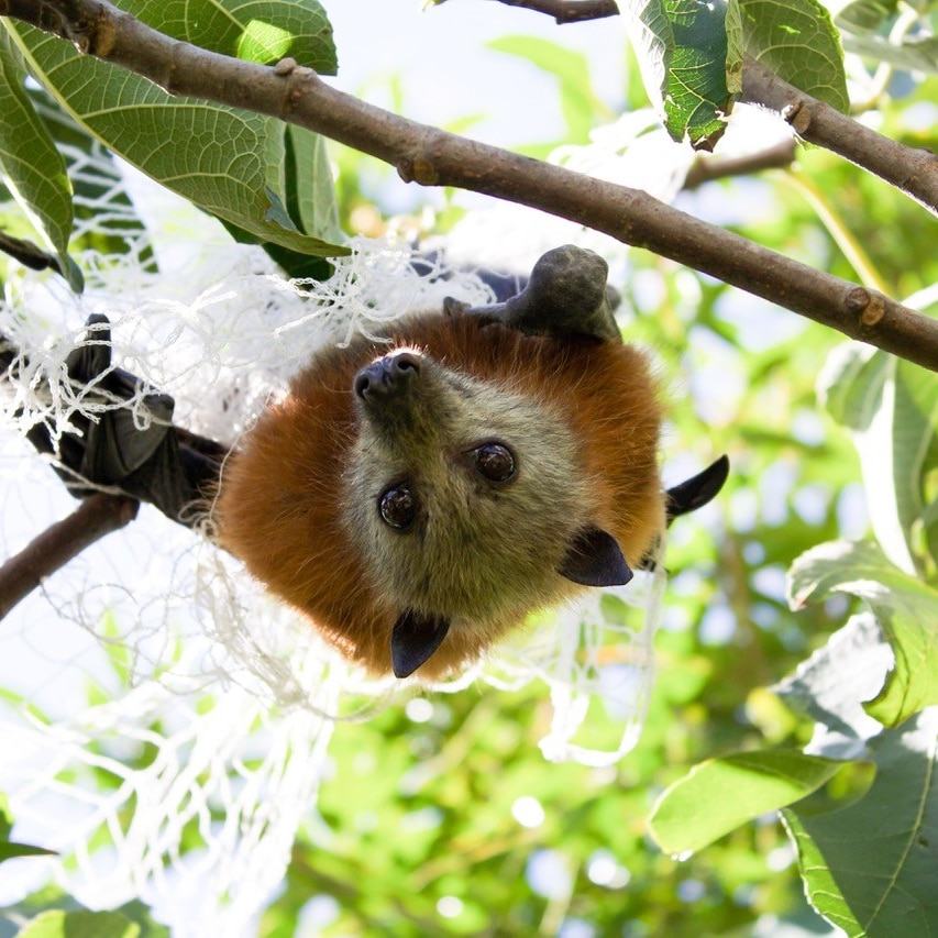 Grey-headed flying fox tangled in netting in a fruit tree. 